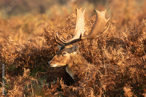 Deer resting and eating in the red ferns of in the Dutch nature reserve of the Amsterdamse Waterleidingduinen. A dune area near Zandvoort and Amsterdam. Dutch autumn landscape. photo