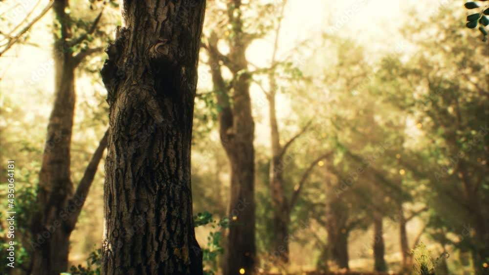 rays of sunlight in a misty forest in autumn rays of sunlight in a misty forest in autumn