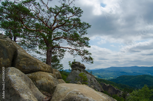 Beautiful tree on the top of Dovbusha rocks, Ukraine, Ivano Frankivsk region