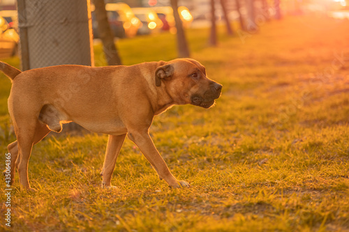 A brown male dog mixed breed pitbull with a black nose and drooping ears walks from left to right in the park, looking, going to the owner. Dog walking, lost sad dog concept in light of sun, sunset photo