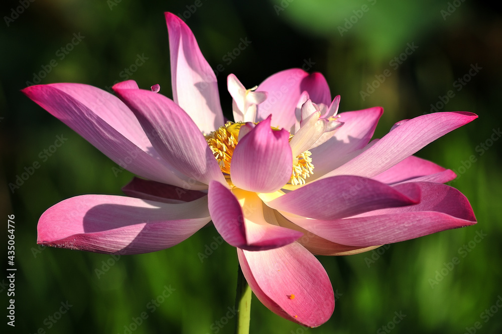 Fototapeta premium Pink Lotus Blooming