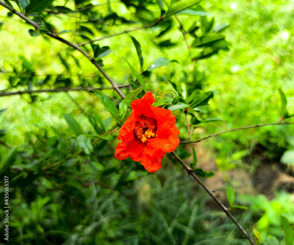 red flowers red flowers