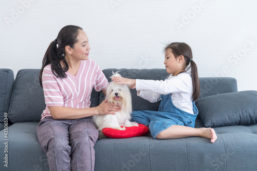 Mom and daughter grooming a long-haired white dog on sofa. Maltese dog. © Thirawatana