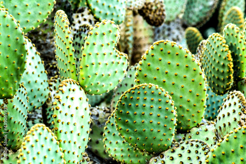 Opuntia Microdasys cactus plant in the mountain Opuntia Microdasys cactus plant in the mountain