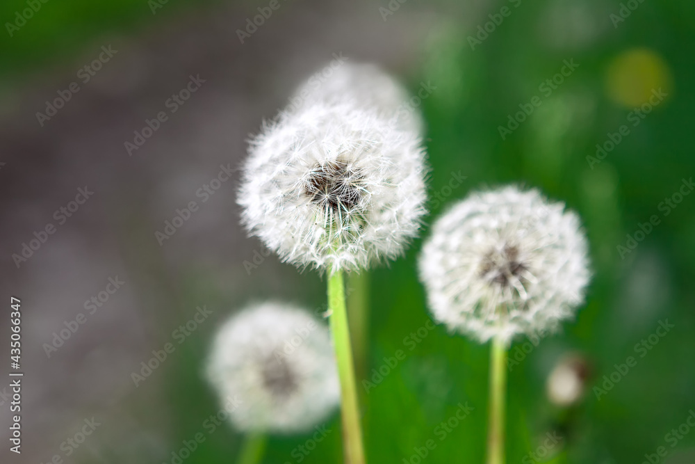 Dandelions in selective focus . Macro Blowball image Dandelions in selective focus . Macro Blowball image