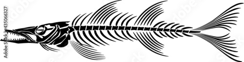 skeleton of barracuda fish