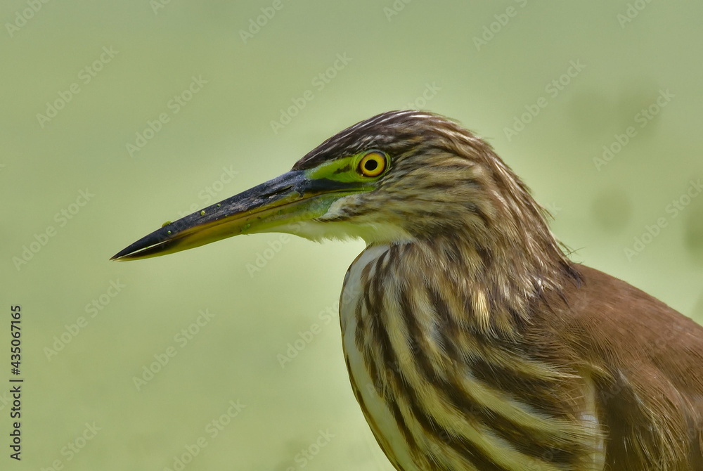pond heron bird want to catch insect in a pond pond heron bird want to catch insect in a pond