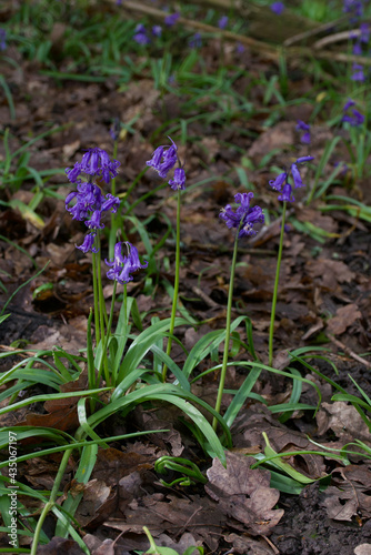 Portrait image of bluebells in woodland in spring with brown foliage below