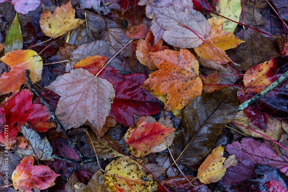 autumn leaves on the ground autumn leaves on the ground