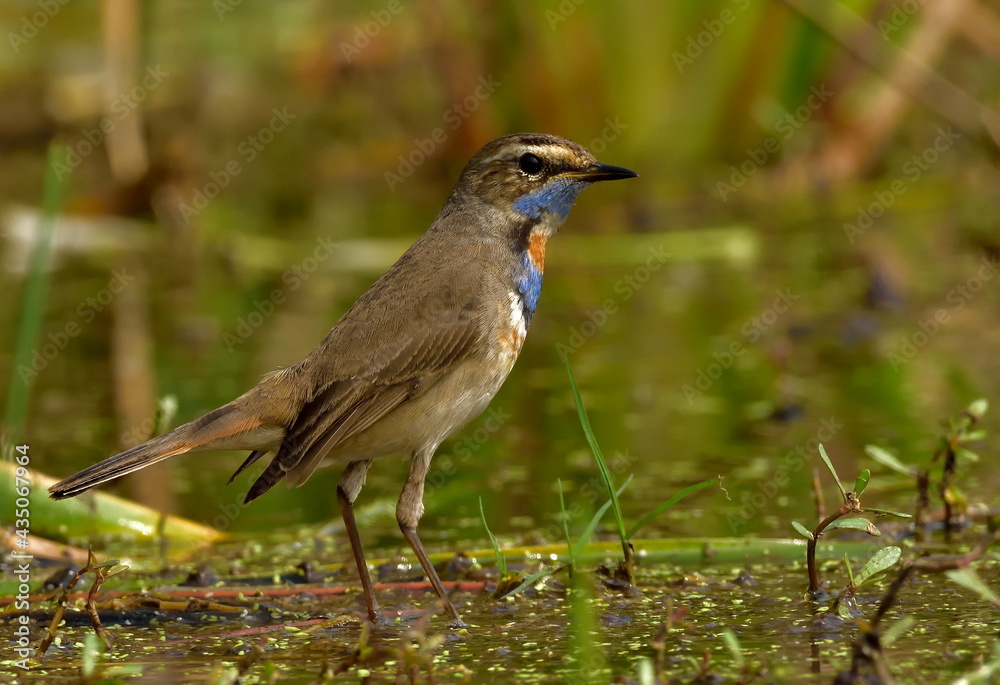 Fototapeta premium blue throat bird in natural habitat searching food