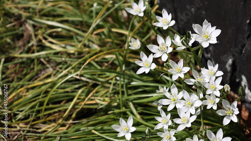 Fototapeta Naklejka Na Ścianę i Meble -  beautiful white ornithogalum umbellatum in the garden, spring season