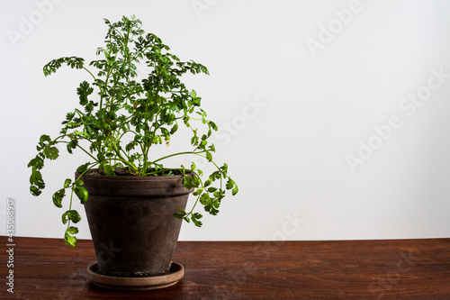 Fresh coriander herb plants on wooden table. Growing own herbs at home.