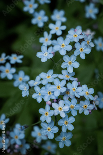 Close up of charming forget me not flowers on a dark background