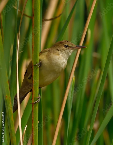 clamorous reed warbler bird in natural habitat image
