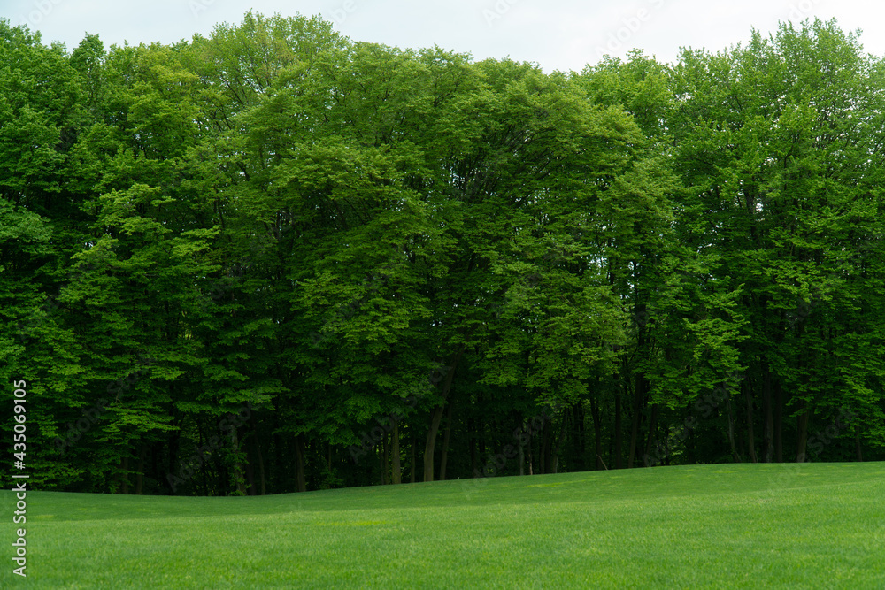 green trees in the park