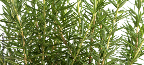 Fototapeta Naklejka Na Ścianę i Meble -  Fresh green rosemary herb twig. Isolated on white background