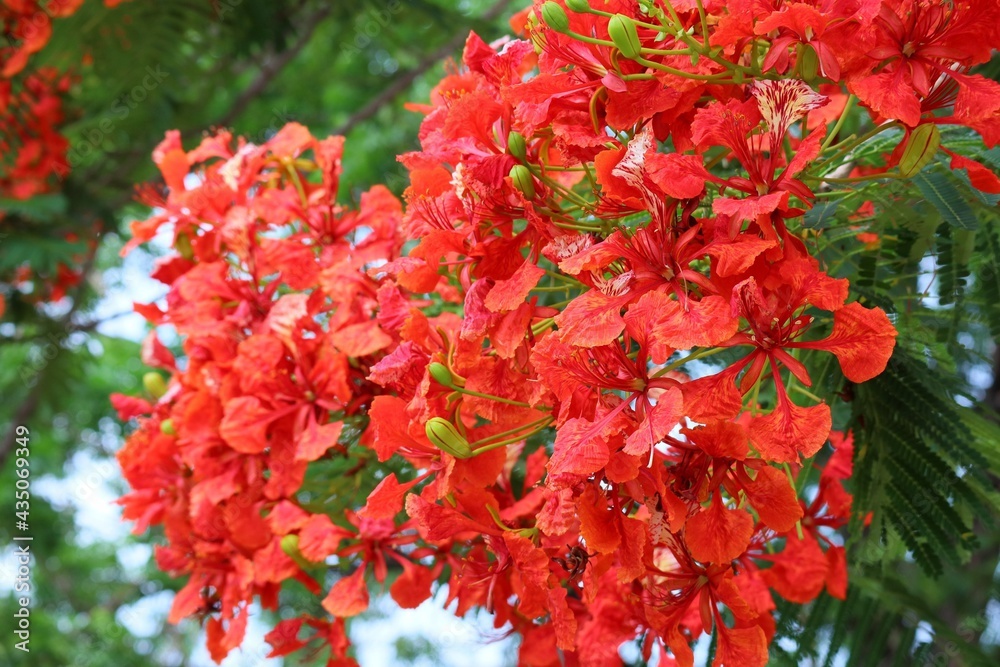 Selective focus at a stunning red flowers named Royal Poinciana, Flamboyant, Flame of the forest, or Flame Tree Scientific name: Delonix Regia. in thailand Selective focus at a stunning red flowers named Royal Poinciana, Flamboyant, Flame of the forest, or Flame Tree Scientific name: Delonix Regia. in thailand