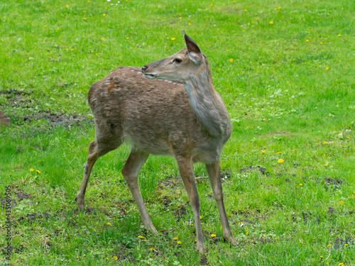 roe deer in the park  roe deer on green grass