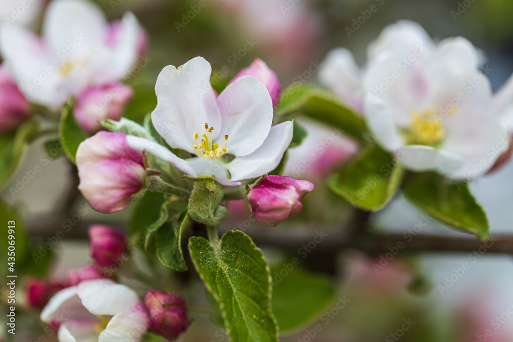 Gorgeous blooming apple tree isolation on background. Beautiful spring nature backgrounds. Gorgeous blooming apple tree isolation on background. Beautiful spring nature backgrounds.
