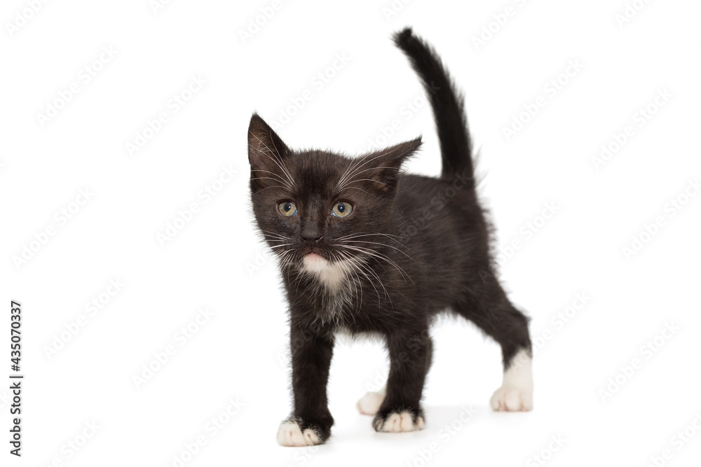Small black kitten with white spots