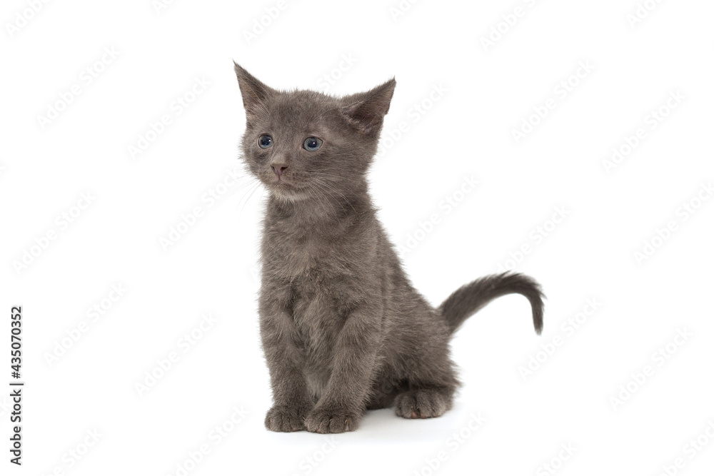 Small gray kitten