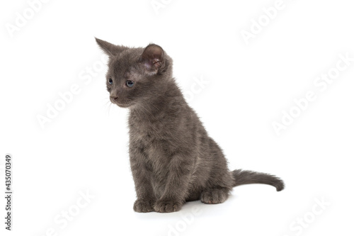 Small gray kitten