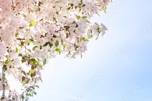 Branches of a blooming apple tree with a soft focus on a delicate light blue sky background in sunlight with a copy space. Beautiful floral image of spring nature. Spring blooming background
