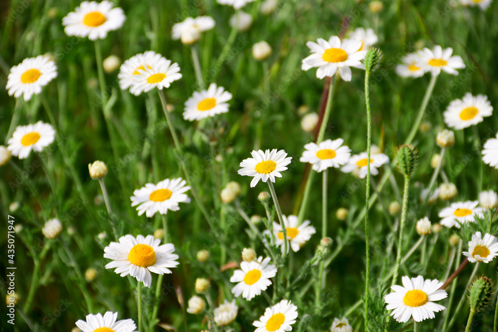 Chamomile flower field. Camomile in the nature. Field of camomiles at sunny day at nature. Camomile daisy flowers in summer day. Chamomile flowers field wide background in sun light Chamomile flower field. Camomile in the nature. Field of camomiles at sunny day at nature. Camomile daisy flowers in summer day. Chamomile flowers field wide background in sun light