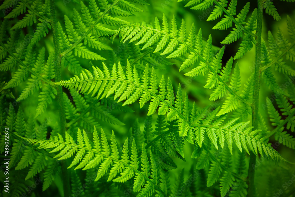 fern leaf background