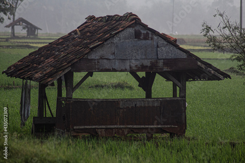 The Saung, that's is hut in Indonesian with a stretch of rice fields around it photo