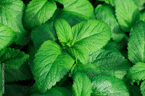 Fresh green leaves of mint, lemon balm, peppermint top view. Mint leaf texture. Ecology natural layout. Mint leaves pattern spearmint herbs nature 