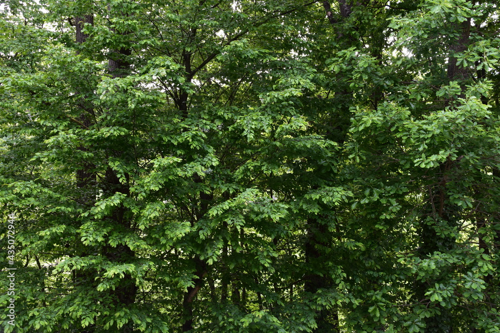 Blick in den Wald Blick in den Wald