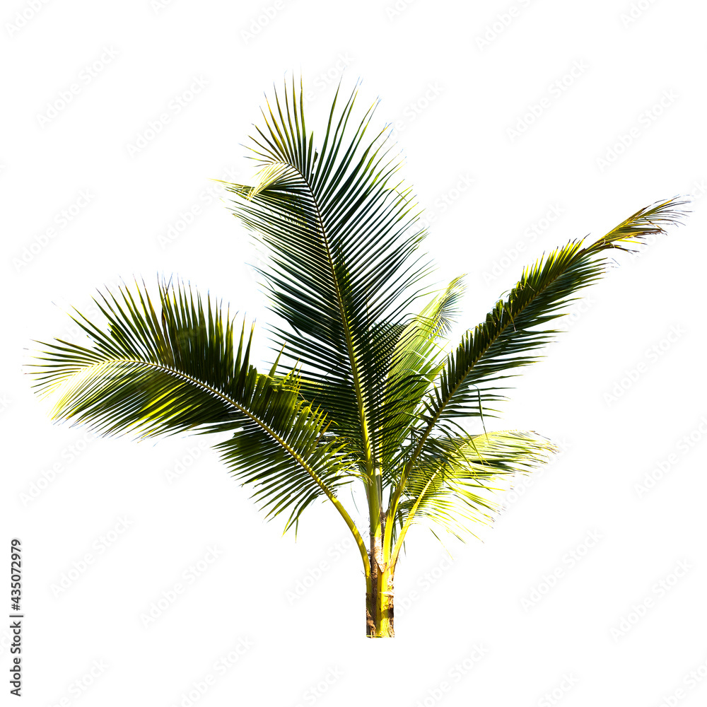 Coconut palm tree isolated on the white background. Coconut palm tree isolated on the white background.