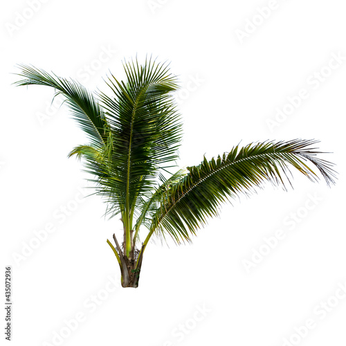 Coconut palm tree isolated on the white background.