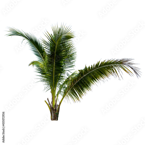 Coconut palm tree isolated on the white background. © KE.Take a photo