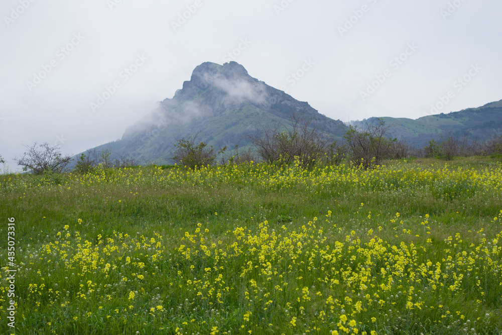 Meadow with flowering rapeseed on the background of a mountain with a cloud.