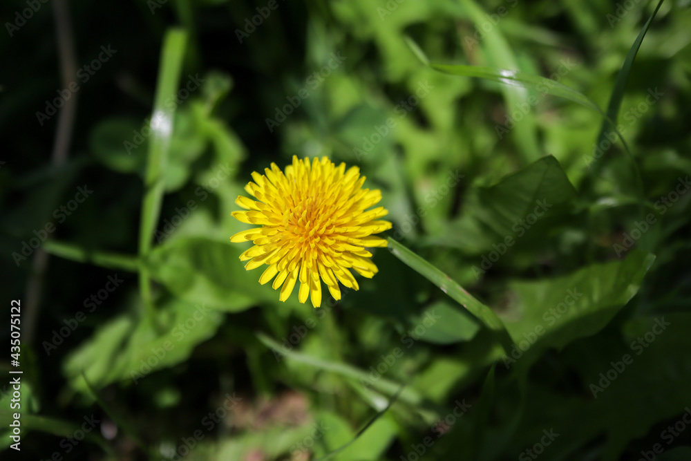 dandelion dandelion