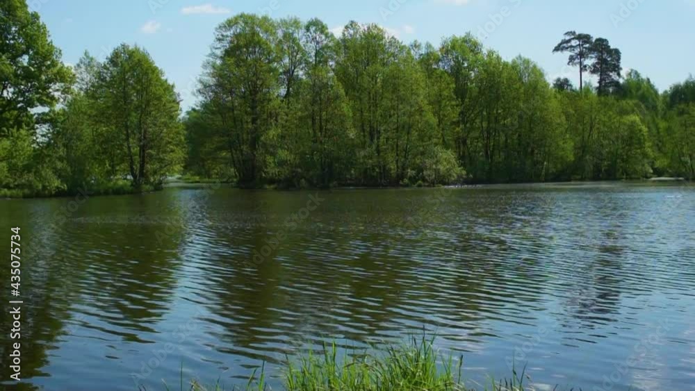 water surface of a summer forest reservoir in the wild water surface of a summer forest reservoir in the wild