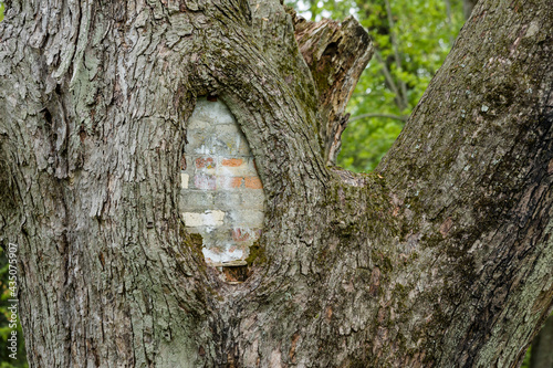 An injury to a silver maple tree filled with bricks. photo