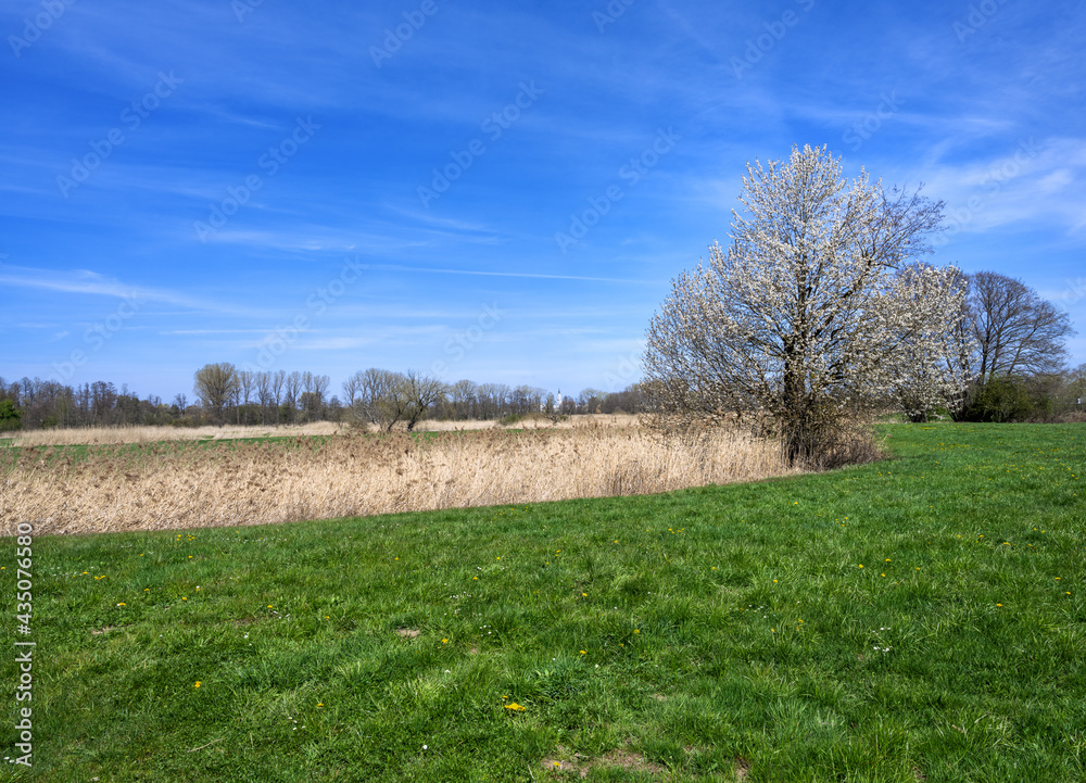 Obraz premium Spring landscape with a flowering tree