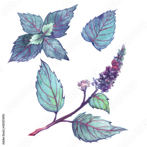 Botanical set of flowers and leaves of peppermint. Hand drawn watercolor illustration isolated on white background © Elena