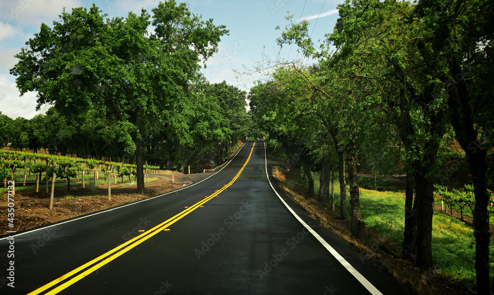 road in the forest