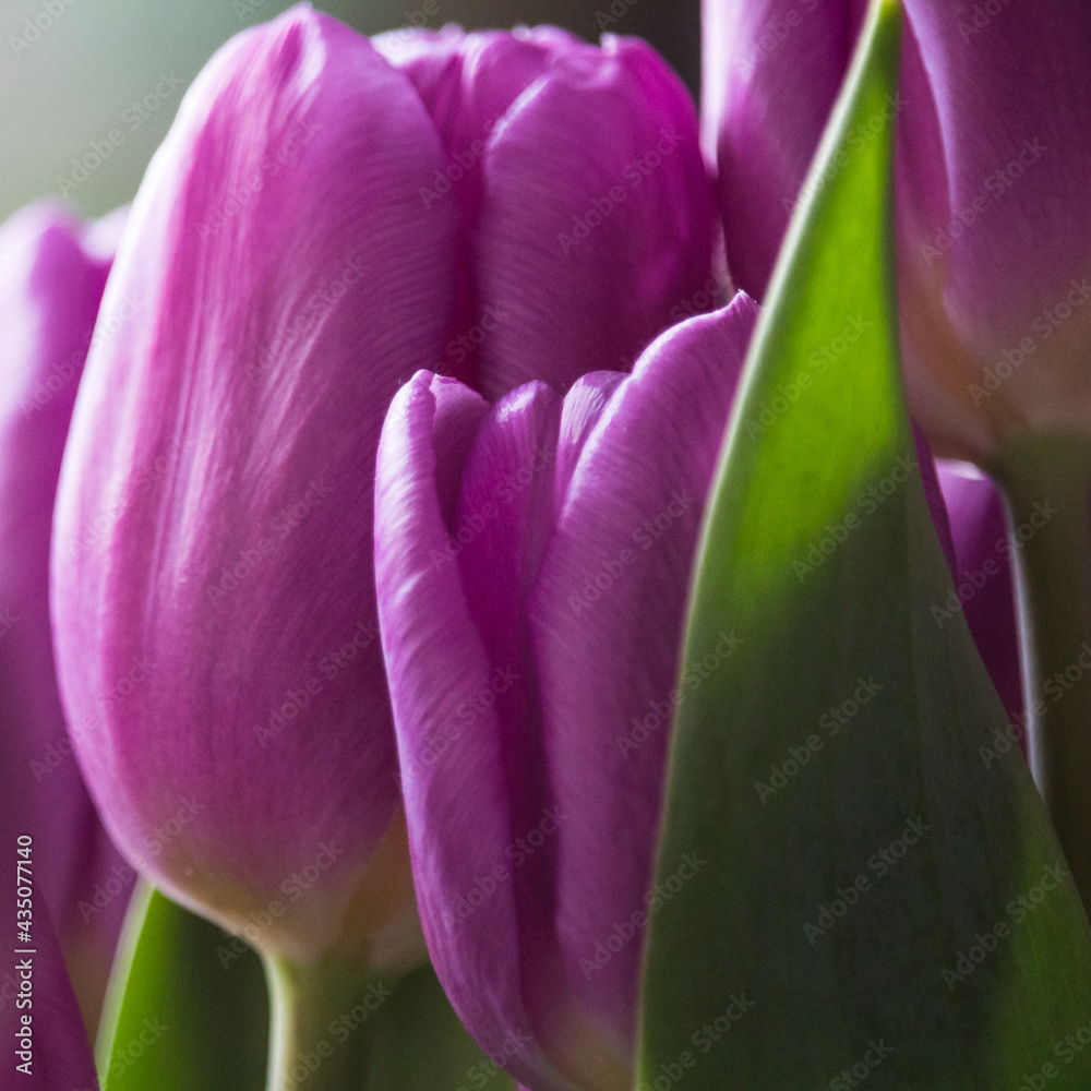 beautiful purple tulips for mum on the occasion of the day of the mother