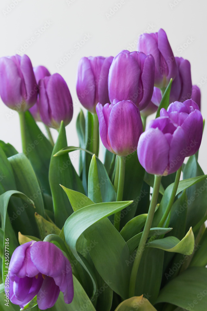 beautiful purple tulips for mum on the occasion of the day of the mother