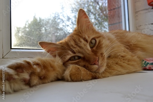 cat 