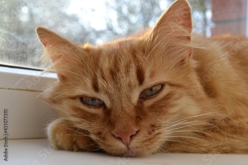 cat 