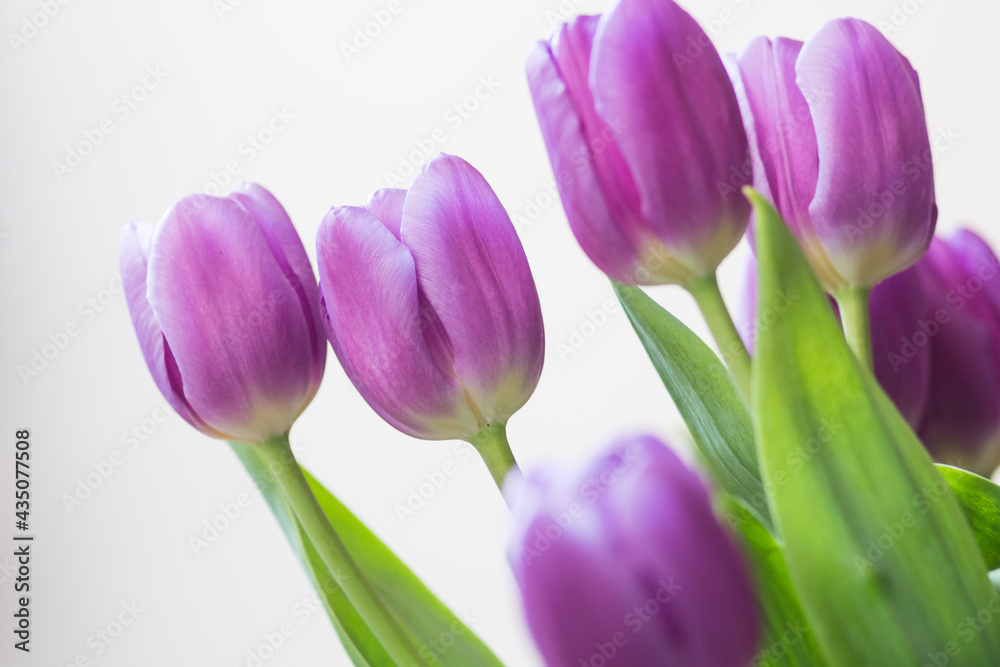 beautiful purple tulips for mum on the occasion of the day of the mother