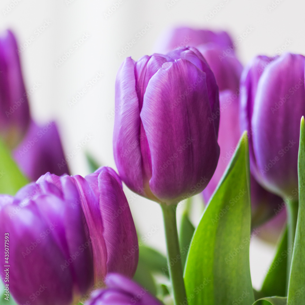beautiful purple tulips for mum on the occasion of the day of the mother