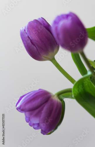 Obraz na płótnie beautiful purple tulips for mum on the occasion of the day of the mother w salonie