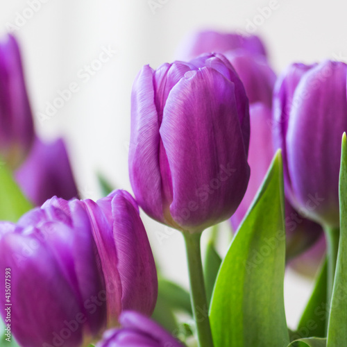 Obraz na płótnie beautiful purple tulips for mum on the occasion of the day of the mother w salonie